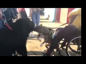 All new fake service dog compilation! Dog attacks, harassment!