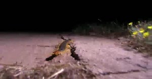 Texas Wild:Texas Wild: Centipede
