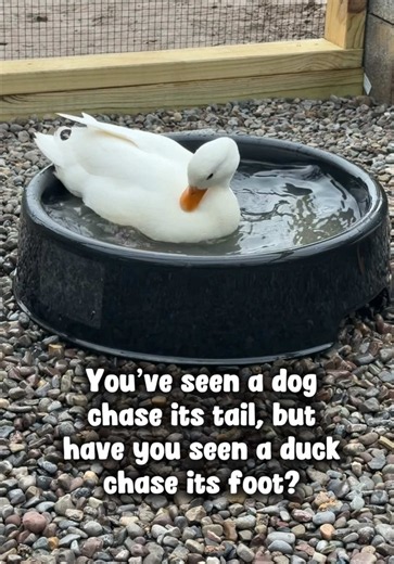 Omelette: The Special Duck of the Homestead