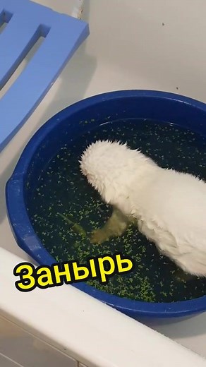 Когда ты норка, но в душе карась / animal - american mink #норка #fyp #trending #inlove #on #animals #рек #тренды #тикток