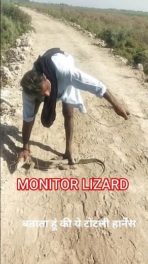 Big Indian Monitor Lizard Seen in Pakistan – Must Watch!