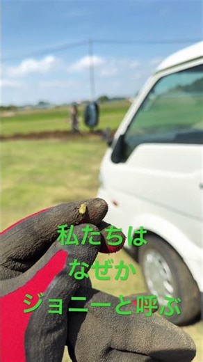 この時期がやってきた！#日本一の芝生の産地つくば