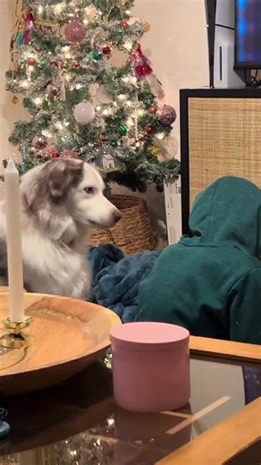 Dog’s Attention-Seeking Skills: Watch It Pull Out All The Stops #dog #dogsoftiktok #fyp #funny #foryou