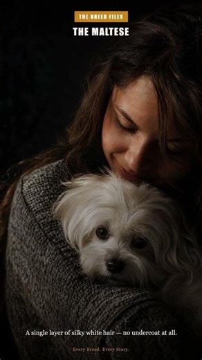 The Maltese — 2,000 Years of Hypoallergenic Companionship