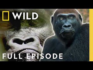 Clash of King Gorillas (Full Episode) | Kingdom of the Apes | Nat Geo Animals