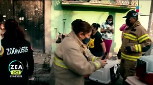 34K views · 819 reactions | En Chimalhuacán, más de 100 gatos y perros se encuentran abandonados dentro de una casa #AbreLosOjos Francisco Zea por Imagen Televisión | Imagen Noticias con Francisco Zea | Facebook