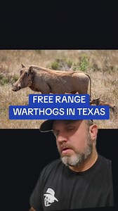 951K views · 25K reactions | Free Range Warthogs in Texas, Warthogs in Texas, #Warthogs #texasexotic #jamesbigleyranches #exoticgame #hunting #feralpig #pigs #hogs #deerhunting #ranchesforsale #ranches #southtexas #ranch #greenscreen | James Bigley Ranches | Facebook