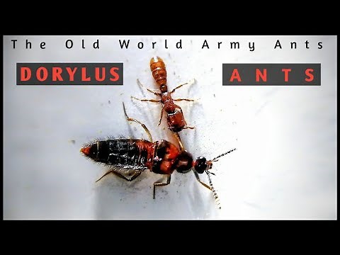 DORYLUS ANTS - THE OLD WORLD ARMY ANTS