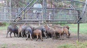 2.4M views · 27K reactions | After endless setbacks and aggravation, patience finally pays off with a record-breaking hog catch. This incredible moment proves that persistence is the key to success in the wild! Copyright from : David Ellis: Yawt Yawt #HogHunting #WildBoar #RecordCatch | Ellen Roman | Facebook