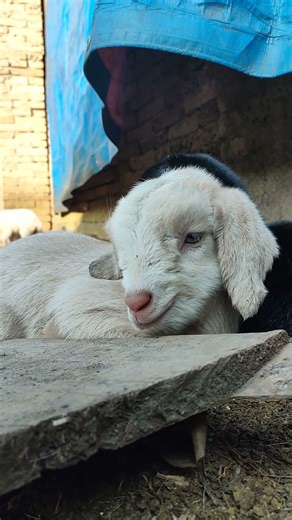 Baby Goat Zoning Out… So Cute! 🐐😳 #cutefarmanimal #animals #beautifullgoats