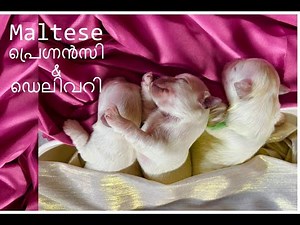 Maltese Pregnancy and Delivery everything you need to know