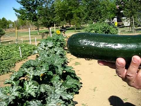 Green Garden HARVEST: How to Harvest Zucchini Squash