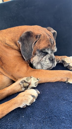 Caring for Your Aging Boxer Dog