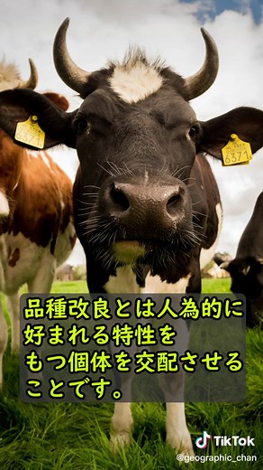 人間が家畜化できなかった動物 アジアゾウ #雑学 #動物 #ゾウ