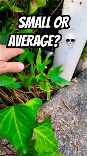 What’s inside a cache? Let’s open this Geocache I found in Tokyo and find out! 👀