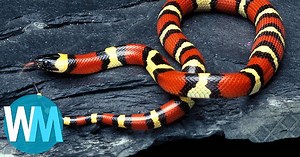 Top 10 Harmless Animals That People Are Scared Of | Articles on WatchMojo.com