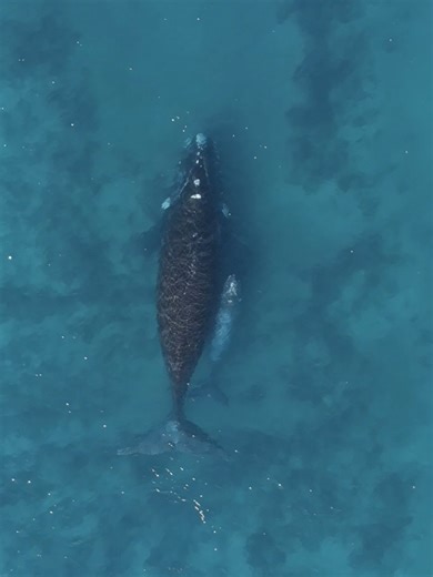 Just a baby whale and momma gliding through the big blue. 💙👶🐋 Some journeys are better side by side. Baby whales, called calves, stay with their mothers for up to a year – learning how to swim, breathe, and even sing. #oceantiktok #marinebiology #marinelife #oceanlife #oceanfacts #oceananimals #whale