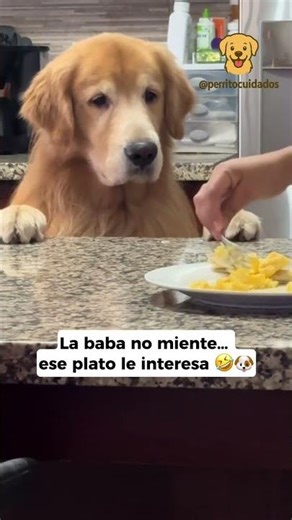 Tu perro siempre que cocina quiere que le des comida ?
