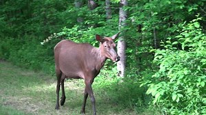 Moose walking through a dense forest, surrounded by greenery, showcasing wildlife in its natural habitat