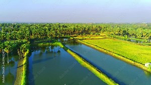 Exploring the expanse of lontar palm trees and several fish ponds in the village of Hendrosalam, Gresik, East Java, Indonesia from the air using a drone. Aerial footage. Aerial Photography Stock Video