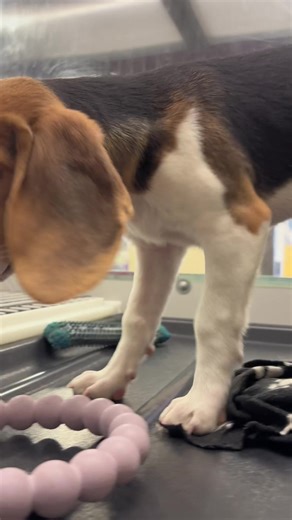 Tod our lovable Beagle, come meet him today! #yyc #beagle #hounddog #puppytok #dogtok