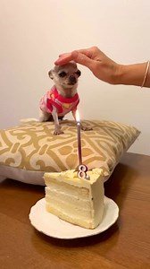 It’s my birthday ❤❤ | I Love My Chihuahua
