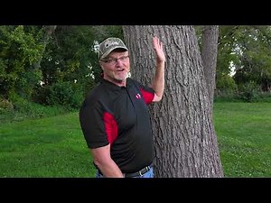 Farmstead Forest: Black walnut trees