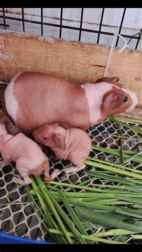 **రోమాల్లేకుండా ఉండే ఆశ్చర్యకరమైన స్కిన్నీ పిగ్**