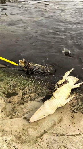 Watch your step around here 🐊 #CrocFarm #WildlifeAlert #ReptileVibes