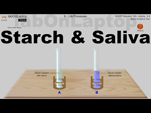 NCERT Class 10th Activity 6.3 | Life Process | Starch & Saliva | labOnLaptop | Virtual Lab