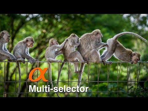 Sony Alpha's Marvelous Multi-selector