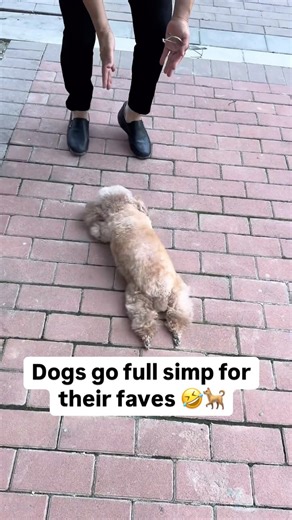 樊人 on Instagram: "Dogs go full simp for their faves 🤣🐕#cute #animals #fun #happy #love #funny #puppy #dog #dogs #dogsofinstagram #mathias777dogs #dogslife #dogsofinsta #doglovers #doglife🐾"