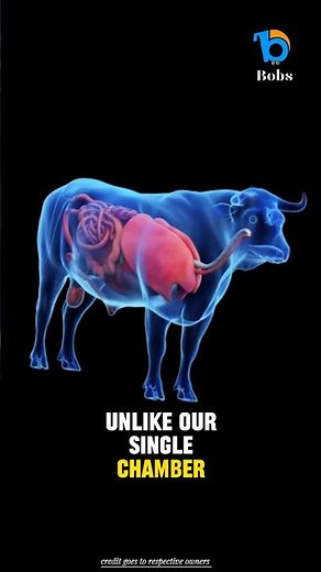 How cows turn grass into milk.