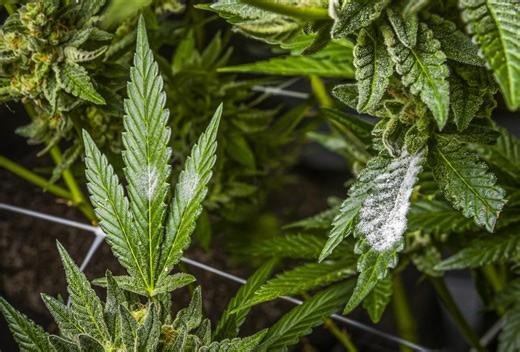 Got storm damage? Here's 7 cannabis garden first aid tips