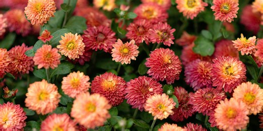 Everything to Know About November’s Birth Flower