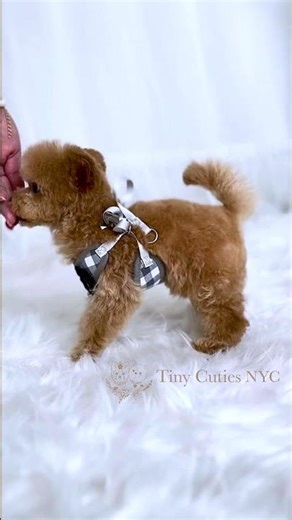 💘🐾 Cupid called… and Zeus answered! #teacupmaltipoo #tinycutiesnyc #tinydog