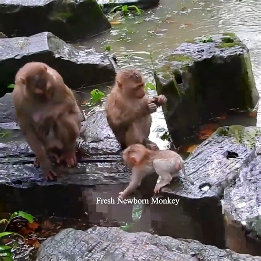 Hard life of baby monkey under the rain, FNM5027 | Fresh Newborn Monkey | Facebook