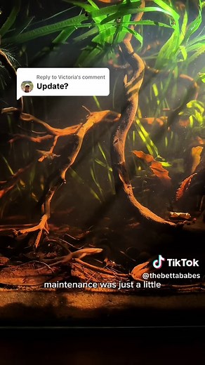 African Dwarf Frog Care Guide and Updates
