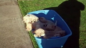 The Family That Pees Together