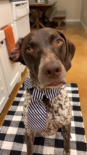 Kinsley Wyatt Solo Performance - Vote Wyatt 2020🇺🇸