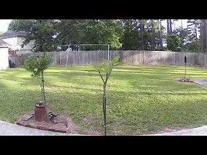Desert Willow & Plumeria Tree Growth - Time Lapse (140 days - 2021)