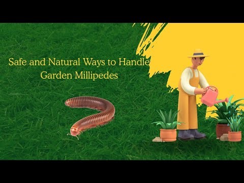 Safe and Natural Ways to Handle Garden Millipedes