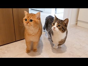 Cat Coco monitors the new washing machine