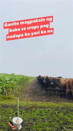 10M views · 141K reactions | ganito magpakain ng baka sa crops pag nadapa ka yari ka na #crops #kale #cows #cattle #dairyfarming #dairyfarmingnz #viralshorts #OMG #fyp | Kapangarap vlog New Zealand | Facebook