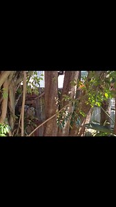 Diamond python from Woonona today | Illawarra Snake Catcher