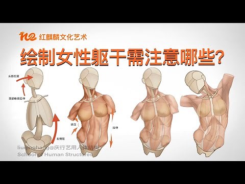 人体解剖学2023｜艺术解剖｜如何繪製女性軀幹？默寫女性軀幹需注意哪些知識點？