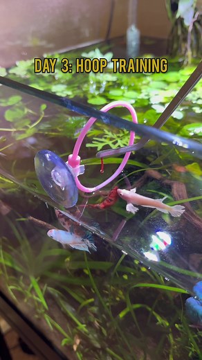 Look at those little jumps 🥹 . . . #bettafish #betta #fish #aquarium #plants #galaxykoibetta #fishtok #bettatok #fishtank #aquascape #bettatank #plantedtank #paludarium #koibetta #bettacommunity #bettasorority #bettasororitytank #bettaolympics #fishtraining