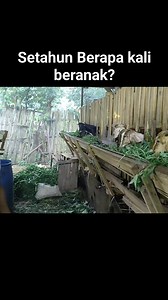 91K views · 1K reactions | #peternakan | Peternakan Dan Pertanian | Facebook
