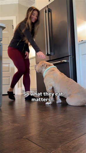 American Bully Daily Routine: Why We Feed Raw 🥩🐕✨