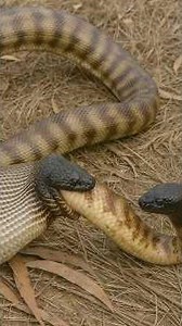 Dangerous Predatory Snakes